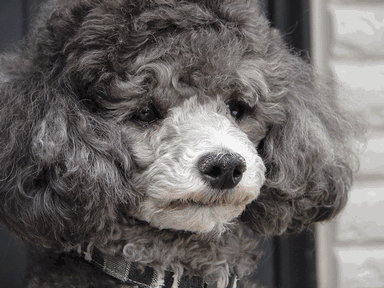 c0136736_13453184.gif