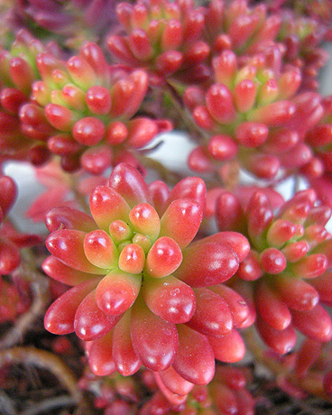 a0001354_21214674.jpg