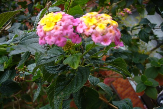 b0115085_15495881.jpg