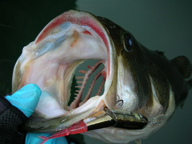 e0052088_1555058.jpg