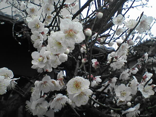 c0069380_15223388.jpg