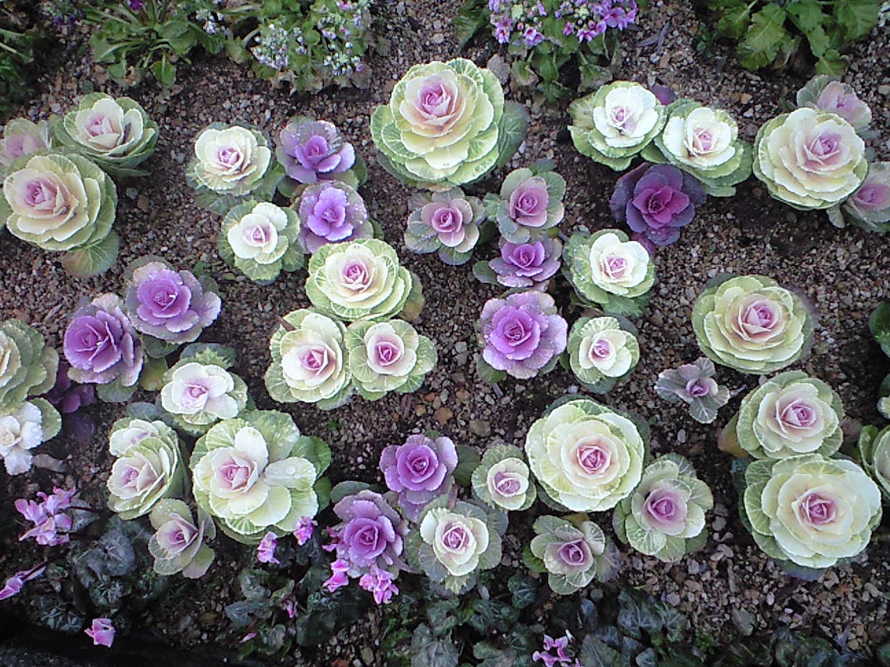 d0127292_0342495.jpg