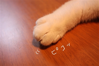 e0149299_2010269.jpg
