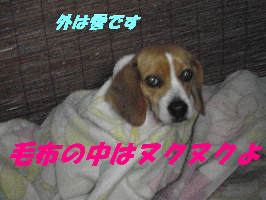 c0196708_18552518.jpg