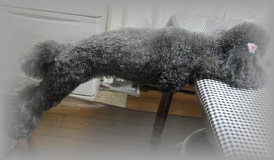 c0014282_1351394.jpg