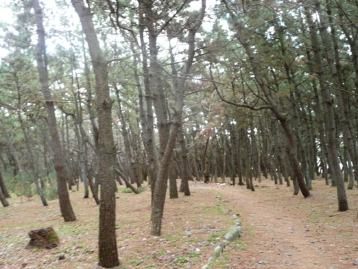 c0097309_15461773.jpg