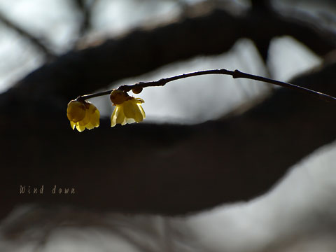 a0021110_17515730.jpg