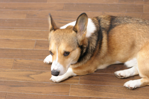 e0071225_14272983.jpg