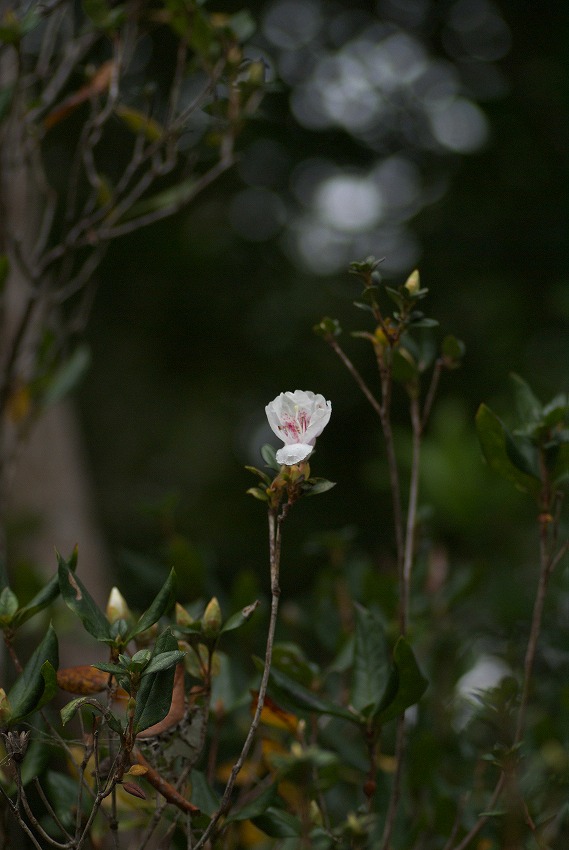 d0053930_558321.jpg