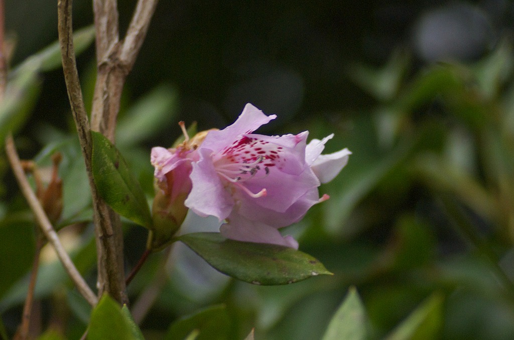 d0053930_5591827.jpg