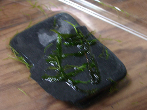 e0150140_1793390.jpg