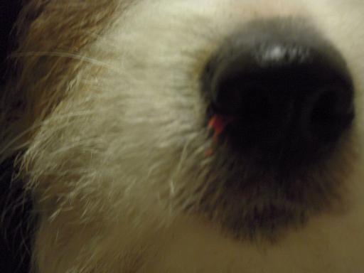 c0156345_16593975.jpg