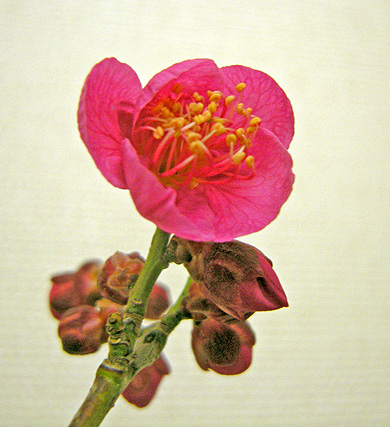 a0001354_20392874.jpg