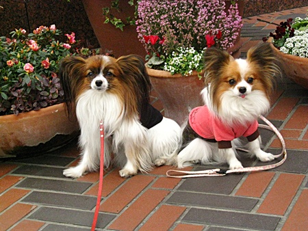 c0074156_22212015.jpg