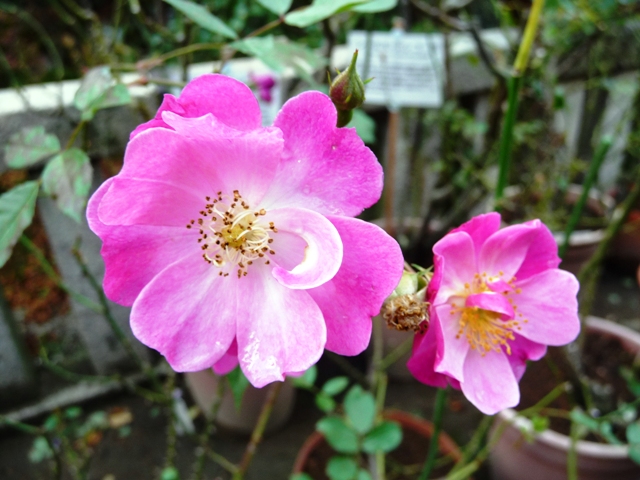 d0042474_2141772.jpg