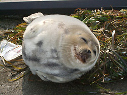 f0101776_2356372.jpg