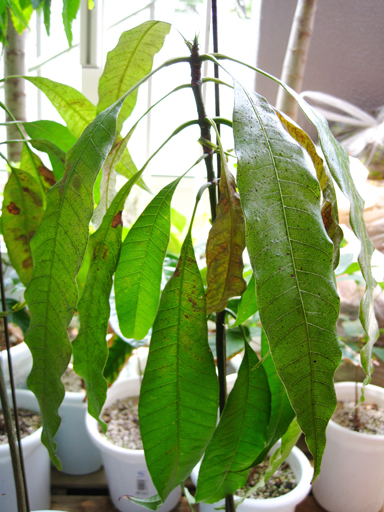 アルフォンソマンゴー実生, Alphonso mango seedling