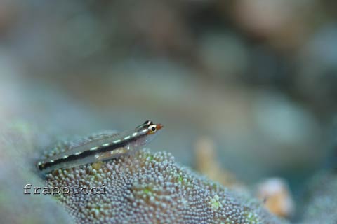 d0056263_1113690.jpg