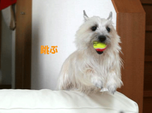 e0066883_23271774.gif