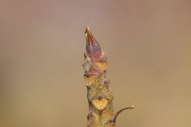 e0070891_17563682.jpg