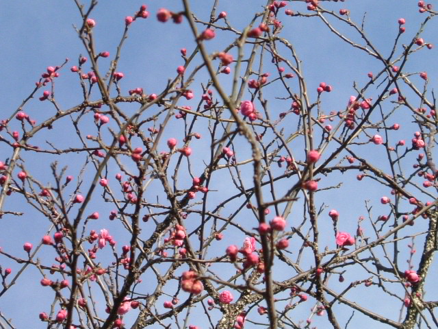 b0044296_9265523.jpg