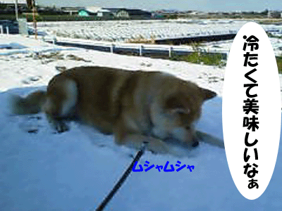 f0008935_11234530.gif