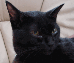 c0136736_18182782.gif