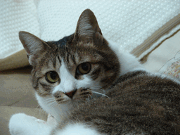 c0136736_1819039.gif