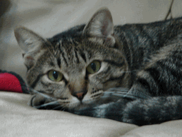 c0136736_18203799.gif