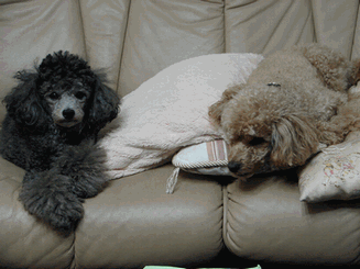 c0136736_18541088.gif