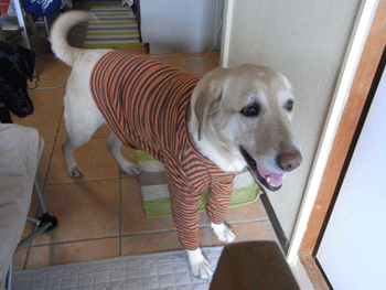 b0056138_21251138.gif