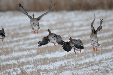 a0039245_1340024.gif