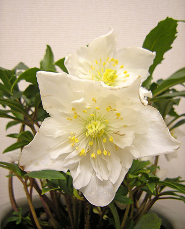 a0001354_21485792.jpg