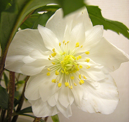 a0001354_21492246.jpg