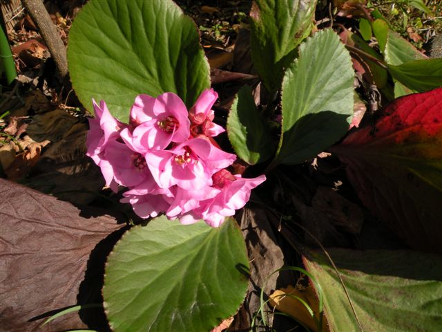 f0013459_1305941.jpg