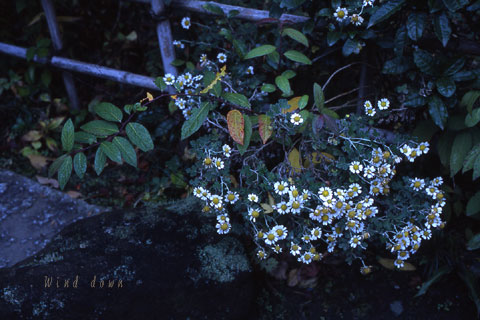 a0021110_16281753.jpg
