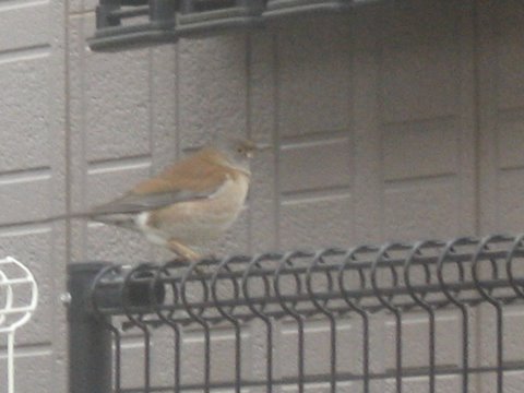 b0007944_16265730.jpg