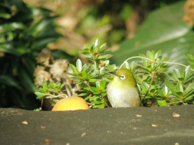 c0042869_22171840.jpg