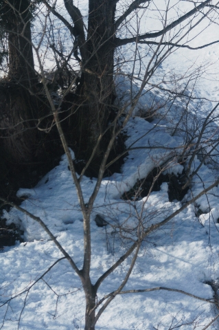 d0133693_4262451.jpg