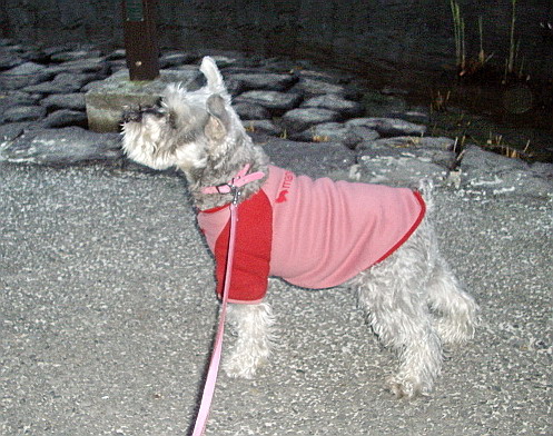 c0138198_16532117.jpg