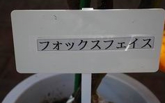 e0025300_1252296.jpg