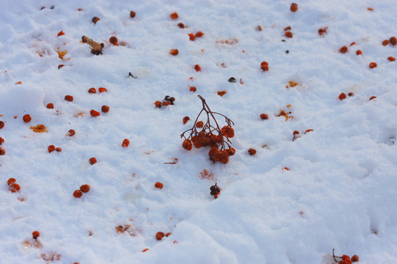 d0069235_2262968.gif