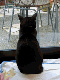 c0136736_1153161.gif