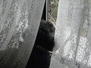 c0136736_11554690.gif