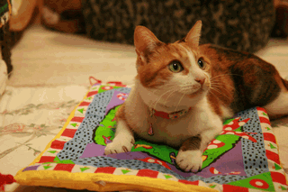 c0136736_1227224.gif