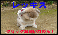 c0151439_1121164.jpg