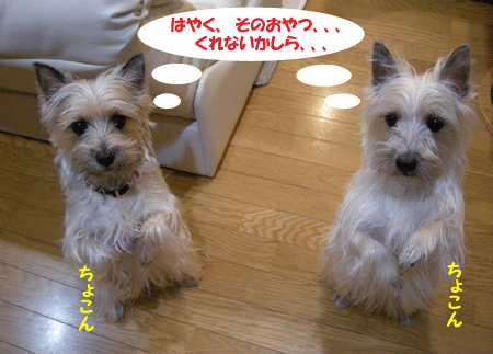e0066883_2239256.gif