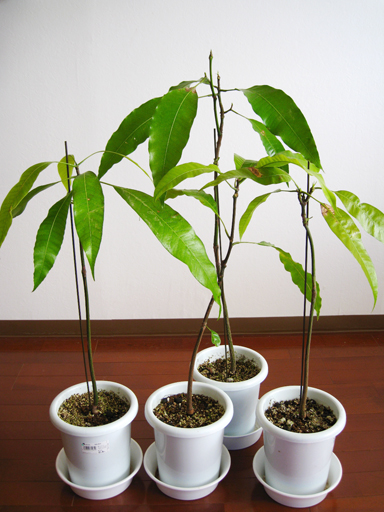 アルフォンソマンゴー実生, Alphonso mango seedlings