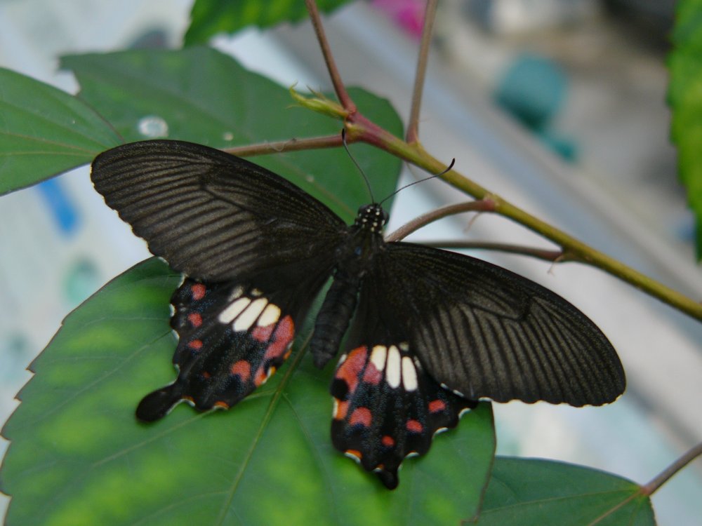 c0062511_6204947.jpg