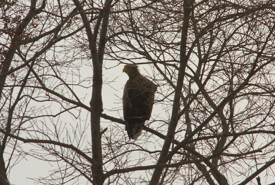 d0069235_2318866.gif